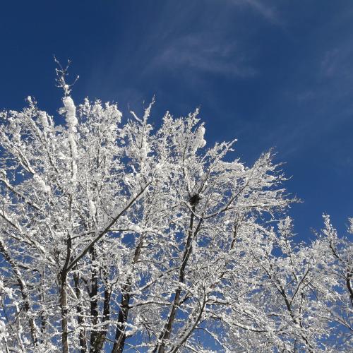 1c Winter 7